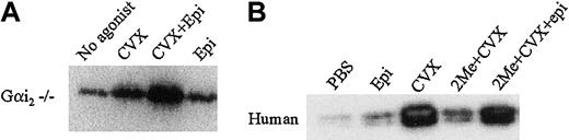 Fig. 7. Epinephrine augments CVX-mediated Rap1 activation in Gαi2-deficient murine platelets and 2-MeSAMP–treated human platelets. / (A) Washed Gαi2-deficient murine platelets were stimulated with either CVX or epinephrine (2 μM) or CVX and epinephrine for 1 minute. (B) Washed human platelets were pretreated with either PBS or 2-MeSAMP (2Me) for 15 minutes prior to treatment for 1 minute each with control buffers, 2 μM epinephrine (epi), 250 ng/mL CVX, or CVX and epinephrine. GTP-bound Rap1 was precipitated and detected in panels A and B as described in Figure 1, except with a polyclonal Rap1 antibody used in panel A. These results were confirmed in 3 separate experiments.