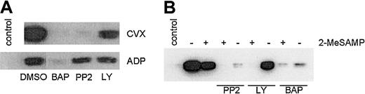 Fig. 8. PI3K is a part of the ADP-independent component of GPVI-mediated Rap1 activation. / (A) Human platelets were pretreated with DMSO or BAPTA-am(BAP, 20 μM), PP2 (30 μM), or LY 294002 (LY, 100 μM), 10 minutes prior to a 1-minute stimulation with CVX (250 ng/mL) or ADP (20 μM). (B) Platelets were pretreated with or without 200 μM 2-MeSAMP and the indicated soluble inhibitors prior to 1 minute of CVX treatment. Control lanes are without agonist stimulation. GTP-bound Rap1 was precipitated and detected as described in Figure 1. These results were confirmed in 4 separate experiments. Note that only LY-treated platelets show significantly reduced levels of GTP-Rap1 in the presence of 2-MeSAMP.