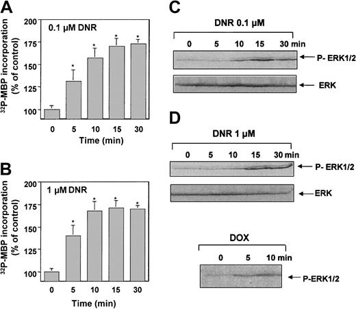 Fig. 1. Anthracycline-triggered activation of ERK1 in U937 cells. / ERK1 kinase activity was evaluated in U937 cells treated for 5 to 30 minutes with 0.1 μM (A) or 1 μM DNR (B) by MBP phosphorylation as described in “Materials and methods.” Results are mean ± SEM of 3 independent determinations. *P < .01. (C) ERK activation was assayed in U937 cells treated with either 0.1 μM or 1 μM DNR with anti-P–MAPK as described in “ Materials and methods.” Results are representative of 3 independent experiments. (D) ERK activation was also determined in 1 μM doxorubicin (DOX)–treated cells.