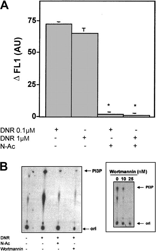 Fig. 3. Role of the ROS-dependent–PI3K pathway on DNR-induced ERK1 stimulation. / (A) U937 cells were incubated with C2938 fluorescent probe for 1 hour followed by incubation in the absence or presence of 25 mM N-Ac for 2 hours followed by 0.1 μM or 1 μM DNR for 5 minutes. The cells were washed, and cell fluorescence was determined by using flow cytometry as described in “ Materials and methods.” Results are mean ± SEM of 3 independent determinations; *P < .01. (B) U937 cells were preincubated in the absence or in the presence of 25 mM N-Ac for 2 hours or 25 nM wortmannin for 30 minutes followed by 1 μM DNR for 5 minutes. PI3K kinase activity was assayed by thin-layer chromatography (TLC) as described in “ Materials and methods.” (Inset) Dose-effect inhibition of basal PI3K activity by wortmannin after 30 minutes of incubation. Results are representative of 3 independent experiments. ori indicates origin; PI3P, phosphatidylinositol-3-phosphate.