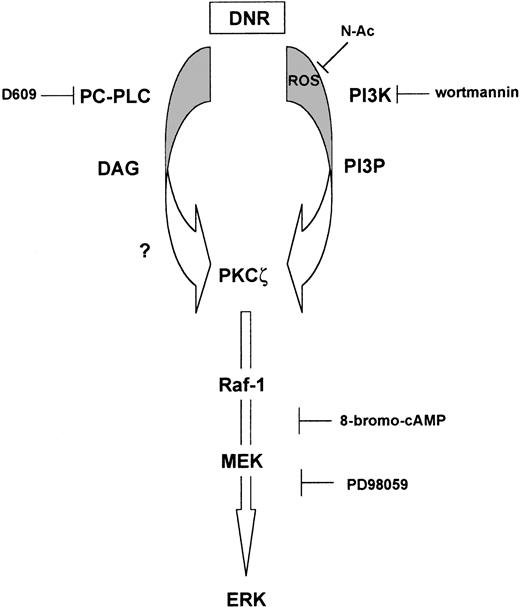 Fig. 8. Hypothetical schema of DNR-induced pathway leading to activation of ERK. / PC-derived DAG and ROS-dependent PI3-K products generated by DNR activate distinct pathways, which converge toward PKCζ. Activated PKCζ is then responsible for the activation of Raf-1/MEK/ERK through a still-unknown mediator. DNR, daunorubicin; PC-PLC, phosphatidylcholine-phospholipase C; DAG, diacylglycerol; ROS, radical oxygen species; PI3K, phosphoinositide-3 kinase; PI3P, phosphatidylinositol-3-phosphate; PKCζ, protein kinase C ζ; MEK, mitogen extracellular kinase; ERK, extracellular-regulated kinase; ?, directly or indirectly.