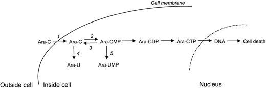 Fig. 1. Cytosine arabinoside (Ara-C) metabolism within cells. / Ara-C enters the cell mainly via (1) equilibrative nucleoside transporter 1 (hENT1). Inside the cell, Ara-C is phosphorylated to Ara-CMP by (2) deoxycytidine kinase (dCK). Subsequently, Ara-CMP is phosphorylated to its active form Ara-CTP. Incorporation of Ara-CTP into the DNA during DNA synthesis leads to programmed cell death or apoptosis. Ara-CTP formation can, however, be obstructed. (3) Pyrimidine nucleotidase I (PN-I) inhibits Ara-CTP formation by opposing the action of dCK. (4) Cytidine deaminase (CDA) and (5) deoxycytidylate deaminase (dCMPD) convert Ara-C to Ara-U and Ara-CMP to Ara-UMP, respectively, thereby decreasing the amount of Ara-CTP that can be formed.