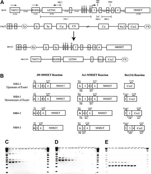 Fig. 1. The t(4;14) translocation and IgH-MMSET hybrid RT-PCR assays. / (A) Schematic representation of areas of interest from 4p16 and 14q32. Genomic distances of 4p16 are to relative scale, as determined by genomic contig NT_022865.9. Any distance smaller than 1 kb is not indicated. The directions of transcription for TACC3, FGFR3, and LETM1 are indicated by horizontal arrows; for MMSET this also indicates the location of the start codon. MMSET exons 2a, b, c, and d are indicated by A, B, C, and D. The approximate t(4;14) breakpoint locations on chromosome 4 of the MM cell lines KMS-11 (MB4-1), NCI-H929 (MB4-2), JIM3, and OPM2 (MB4-3) are represented by vertical arrows. The breakpoint regions MB4-1, MB4-2, and MB4-3 on 4p16 are represented by marker bars. A representation of der(4) and der(14), created by an MB4-1 translocation with a chromosome 4 breakpoint between MMSET exon 1 and exon 2a, is shown. (B) Representative hybrid transcripts created on der(4) and der(14) by the different breakpoint transcripts and the relative binding locations of PCR primers. Primers are indicated by horizontal arrows. Two different diagrams are shown for MB4-1 to highlight the expected differences in the der(14) reactions, depending on the breakpoint location relative to MMSET exon 1. (C) Sensitivity of the single-stage JH-ms6r assay determined by mixing MB4-2 type t(4;14)+ cell line NCI-H929 with t(4;14)− cell line U266 is 1 of 50 positive cells. Numbers above each lane represent the dilution of t(4;14)+ cells. (D) The sensitivity of single-stage Iμ1-ms6r assay is 1 of 50 positive cells. (E) Sensitivity of the nested 2-stage assay is 1 of 10 000 positive cells.