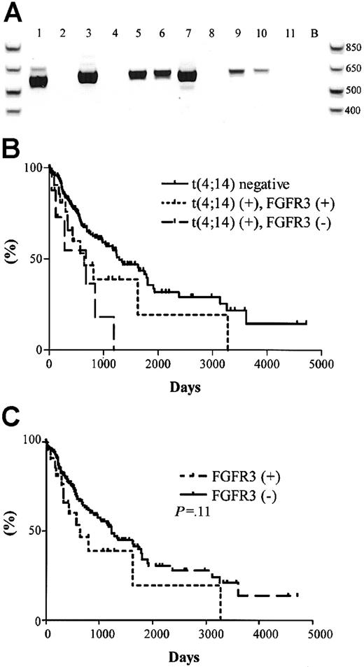 Fig. 4. FGFR3 expression and clinical significance in t(4;14)+ MM patients. / (A) RT-PCR detection of FGFR3 expression in 11 t(4;14)+patients (the same patients and order as represented in Figure 2A-B. Lane B, H2O control. (B) Kaplan-Meier plot of survival for t(4;14) positive patients with respect to FGFR3 expression. Solid line represents the 177 t(4;14)− patients; dotted line represents the 23 t(4;14)+ patients expressing FGFR3; dashed line represents the 8 t(4;14)+ patients who do not express FGFR3. The difference in survival between t(4;14)+FGFR3 nonexpressors and t(4;14)− patients was statistically significant (P = .003). (C) Kaplan-Meier plot of survival for FGFR3-expressing patients versus nonexpressing patients. Solid line represents the 185 FGFR3 nonexpressors; dotted line represents the 23 FGFR3 expressors in the cohort (P = .11).