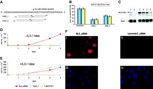 Fig. 1. RNA interference in hematopoietic cells. / (A) Bcr-abl fusion sequence and schematic representation of b3a2_1 and b3a2_3 siRNAs shifted by only one nucleotide. TT indicates the deoxythymidine dimer as 3' overhang. The arrow marks the fusion between bcr (left) and abl (right) sequences of the b3a2–bcr-abl variant. (B) siRNA mediated the reduction of bcr-abl mRNA expression in TonB cells in the presence or absence of IL-3. Normalized bcr-abl/GAPDH mRNA levels were measured 24 hours after electroporation and are shown compared with control cells treated with GL2/invGL2 control siRNAs (100%). The data represent mean ± SD from 3 independent experiments. (C) Immunoblot of TonB cells treated with doxycycline and siRNAs. TonB cells were induced to express BCR-ABL (lanes 1, 3-6) or not (lane 2) by the addition of doxycycline at 1 μg/mL. Cells were electroporated with b3a2_1 siRNA (lanes 4, 6) or control GL2_siRNA (lanes 3, 5) and were lysed 24 (lanes 3-4) and 60 hours (lanes 5-6) after electroporation, respectively. The upper panel shows an immunoblot with anti-BCR–specific antibodies, and the lower panel shows the same membrane reprobed with anti-Stat5 antibodies as loading control. (D-E) Effects of siRNAs on BCR-ABL–mediated (D) and IL-3–mediated (E) cell proliferation. TonB cells were either electroporated with control GL2_ (red squares) or b3a2_1 (blue-filled circles) siRNA or were left untreated in cultures containing 1 μM STI571 (orange open circles). Viable cells were counted by trypan blue exclusion during suspension cultures after the addition of doxycycline at 1 μg/mL without (D) or with (E) murine IL-3. Cell numbers of b3a2_1- and STI571-treated cells were nearly identical in the presence or absence of IL-3. (F) Inhibition of laminA/C protein expression by siRNAs in normal CD34+ cells. Normal CD34+cells were electroporated with control GL2_ (i,iii) or anti–laminA/C siRNAs (ii,iv). Panels i-ii show immunostaining of laminA/C, and panels iii-iv show nuclear chromatin staining with DAPI (4′6-diamidino-2-phenylindole-2HCl) stain.