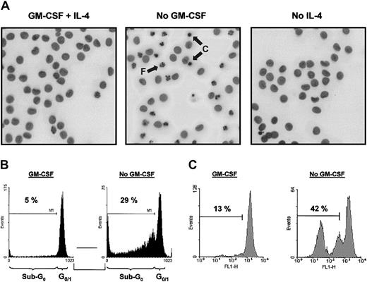 Fig. 1. GM-CSF withdrawal induces apoptosis in DCs. / DCs were cultured as described in “Materials and methods.” At day 6, DCs were harvested, extensively washed, and further cultured in RPMI-10% FCS supplemented with IL-4 (10 ng/mL) plus GM-CSF (5 ng/mL; designated as “GM-CSF” in panels B and C), IL-4 alone (10 ng/mL; designated as “No GM-CSF”), or GM-CSF alone (5 ng/mL; designated as “No IL-4”). After 48 hours of incubation, cells were analyzed for the amount of apoptosis using Hoechst to analyze nuclear morphology (A), PI to detect DNA fragmentation (B), or Rh123 to investigate ΔΨm (C). Photographs (original magnification, × 400) taken from cells stained with Hoechst were inverted and demonstrate condensed (“C”) and fragmented nuclei (“F”) indicated by arrows (A). Data presented are representative of 5 independent experiments with different donors.
