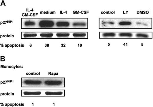 Fig. 4. p27KIP1 protein levels correlate with the induction of apoptosis. / (A) Day-6 DCs were harvested, extensively washed, and further cultured in RPMI-10% FCS in the presence or absence of IL-4 and GM-CSF (left panel) or in the presence of both IL-4 and GM-CSF with or without LY294002 (20 μM) or DMSO (right panel). Data demonstrated in left and right panels are derived from different experiments with different donors. (B) Freshly isolated peripheral blood monocytes were cultured in RPMI-10% FCS with or without addition of Rapa (1 μM).