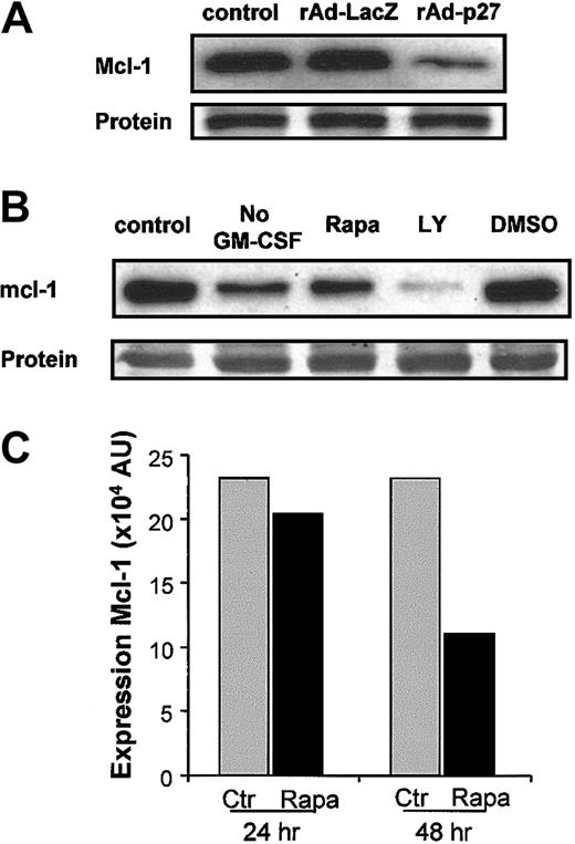 Fig. 6. Overexpression of p27KIP1 as well as disruptive GM-CSF/PI3K/mTOR signaling down-regulate mcl-1 protein expression. / (A) DCs were left untreated or infected with rAd-LacZ or rAd-p27. After 48 hours of culture in the presence of IL-4 and GM-CSF, DCs were harvested for the preparation of whole cell lysates. Then equal amounts of protein (25 μg/lane) were loaded, and the levels of mcl-1 were determined. Data shown are representative for 2 independent experiments with different donors. (B) DCs were cultured either in IL-4 (No GM-CSF) alone or IL-4 and GM-CSF. Cultures containing IL-4 and GM-CSF were supplemented with or without 10 μM LY294002, 1 μM Rapa, or DMSO. Equal amounts of protein (20 μg whole cell lysate/lane) were loaded, and the levels of mcl-1 were determined. Data shown are representative for 3 independent experiments performed with different donors. (C) Quantification of mcl-1 expression in control and Rapa-treated DCs after either 24 hours or 48 hours of culture as described in “Materials and methods.” Data shown are representative for 4 independent experiments performed with different donors.