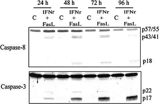 Fig. 1. Caspase-8 and caspase-3 are activated by IFNγ plus FasL in a time-dependent manner. / Day −6 ECFCs were cultured in medium with or without IFNγ (400 U/mL), FasL (50 ng/mL) at 37°C for 24 to 96 hours. Cell protein lysates were prepared, and immunoblot analyses were performed with anticaspase-8 and anticaspase-3 antibodies.