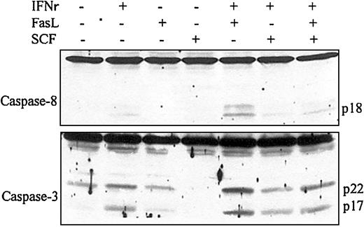 Fig. 2. SCF inhibits caspase-8 and caspase-3 activation induced by IFNγ and/or FasL. / Day −6 ECFCs were incubated in medium with or without IFNγ (400 U/mL), FasL(50 ng/mL), or SCF (100 ng/mL) for 72 hours. Cell protein lysates were prepared, and immunoblot analyses were performed with anticaspase-8 and anticaspase-3 antibodies.