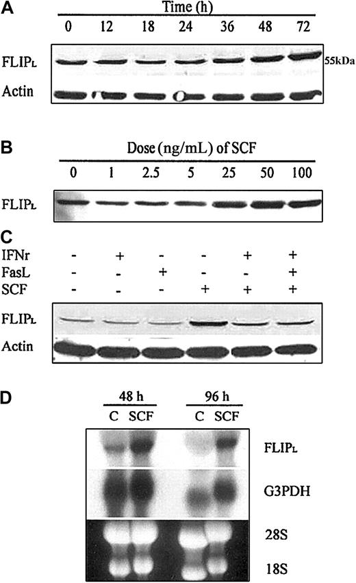 Fig. 4. SCF enhances expression of FLIP and mRNA. / (A,B) Day −5 ECFCs were washed twice with PBS and incubated in 5% serum medium for 24 hours. Day −6 ECFCs were then incubated with SCF (100 ng/mL) for up to 72 hours (A) or with SCF at increasing concentrations for 48 hours (B), and cell protein lysates were prepared at each indicated time. FLIPL (long form of FLIP) protein was determined by immunoblot analysis. (C) Without a prior incubation in 5% serum medium, day −6 ECFCs were cultured at 37°C in regular medium with or without IFNγ (400 U/mL), FasL (50 ng/mL), or SCF (100 ng/mL) for 72 hours. FLIPL protein was determined by immunoblot analysis. (D) Without a prior incubation in 5% serum medium, day −6 ECFCs were cultured in regular medium with or without SCF (100 ng/mL) for 48 and 96 hours. FLIP mRNA was determined by Northern blot analysis.