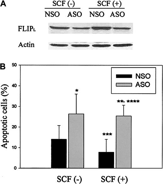 Fig. 5. FLIP ASOs reduce FLIP expression and enhance IFNγ/FasL-induced apoptosis that is not reduced by SCF in the presence of ASOs. / Day −5 ECFCs were incubated at 37°C with or without SCF (30 ng/mL) for 48 hours, and then the resulting day −7 ECFCs were transfected with FLIP ASOs or control NSOs over 12 hours before incubation with IFNγ (400 U/mL) and FasL (50 ng/mL) over 48 hours. (A) Cell lysates were prepared, and immunoblot analyses were performed with anti-FLIP antibody. (B) Apoptosis was determined by TUNEL assay, and the percentages of apoptotic cells were expressed as the mean ± SD from 4 independent experiments. *P < .05, ASO-treated group versus NSO-treated group (without SCF preincubation); **P < .05, ASO-treated group versus NSO-treated group (with SCF preincubation); ***P < .05, NSO-treated group without SCF preincubation versus NSO-treated group with SCF preincubation; ****P = .21, ASO-treated group without SCF preincubation versus ASO-treated group with SCF preincubation.