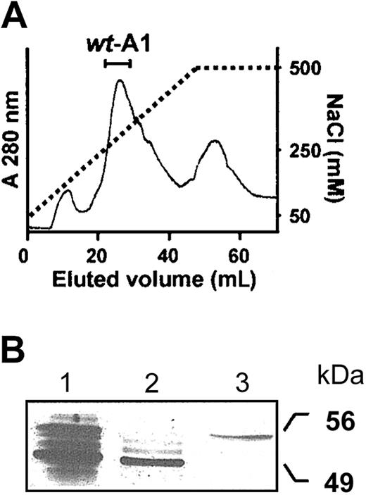 Fig. 1. Purification of the wt-A1 fusion protein. / Wild-type A1, prepurified with glutathione-Sepharose beads, was dialyzed (24 hours, 4°C) against 20 mM Tris-HCl, pH 8.0 buffer containing 50 mM NaCl and loaded onto a Q-Sepharose column. (A) wt-A1 was eluted with a 50- to 500-mM NaCl gradient and collected as indicated. (B) SDS-PAGE and silver staining analysis of the collected wt-A1. Lane 1: prepurified wt-A1 after elution from the glutathione-Sepharose beads; lane 2: wt-A1 eluted from the Q-Sepharose. The fusion protein exhibits an apparent Mr of 49 kDa, which increases to 56 kDa after reduction with 100 mM DTE (lane 3).
