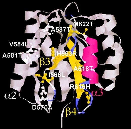 Fig. 3. Ribbon representation of the human VWF A1 domain and location of the mutated residues. / The tridimensional structure front view of the A1 domain, based on the 3-dimensional coordinates by Celikel et al,12 is shown with the spatial distribution of all 9 mutated residues, displayed in ball-and-stick representation. Critical secondary structural elements were colored for clarity. For space considerations, single-letter codes were used for amino acids. The helix α3 is shown in red; strands β3 and β4 are shown in yellow; β-turn sequences are displayed in violet. Pictures were created with RasMol v2.6 (Glaxo Research and Development, London, United Kingdom).