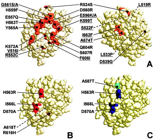 Fig. 8. Location of amino acid mutations impairing GPIbα, heparin, and AJvW-2 binding to VWF A1. / Space-filling, 3-dimensional representation of the human VWF A1 domain. (A) Front (left) and back (right) view of the A1 domain. Surface residues of mutations previously shown to abolish shear-dependent platelet interactions with the recombinant VWF A1 domain161920 or to cause VWD type 2M (ISTH SSC VWF database: www.shef.ac.uk/vwf/) are indicated in orange. Location of buried residues is indicated by dotted lines. Amino acid substitutions detected in type 2M VWD patients are underlined. For space considerations, single-letter codes were used for amino acids. (B) Surface residues of mutations in the present study that impaired the shear-dependent interaction of the VWF A1 domain with platelet GPIbα are indicated in red. The location of the buried residue Ala618 is indicated by a dotted line. (C) Residues of mutations in the present study that impaired heparin and AJvW-2 recognition are indicated in blue. Amino acid Ala587, whose mutation only impairs AJvW-2 binding, is indicated in cyan. Pictures were created with RasMol v2.6.