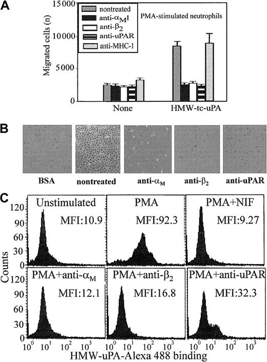 Fig. 1. Recognition of uPA by neutrophils is αMβ2 integrin- and uPAR-dependent. / (A) Migration to uPA. Human polymorphonuclear cells (PMNs) were resuspended in a serum-free DMEM/F-12 medium containing PMA (20 nM) and added (2 × 105 cells/well) to the upper chambers of transwells. HMW-tc-uPA was added to the lower chambers, and selected function-blocking mAbs (20 μg/mL) were added to both chambers. PMNs were allowed to migrate to the lower chamber for 6 hours in a humidified incubator at 37°C and 5% CO2. The number of migrated cells was determined as described in “Materials and methods.” The data are expressed as means ± SEM of duplicate wells from 3 independent experiments. (B) Adhesion to uPA. PMA-stimulated PMNs (1 × 105 cells/well) were seeded onto wells of microtiter plates coated with HMW-tc-uPA or BSA and allowed to adhere for 30 minutes at 37°C. Nonadherent PMNs were removed by 3 washings with PBS, and representative photomicrographs of the wells were taken (Original magnification, × 200). (C) Direct binding of uPA. Unstimulated or PMA-stimulated PMNs (20 nM, 20 minutes at 37°C) were incubated in DMEM/F-12 medium/0.1% BSA with 100 nM Alexa 488–HMW-tc-uPA in the absence or presence of the indicated blocking mAbs for 30 minutes at 37°C. Cells were centrifuged through a cushion of FCS twice and resuspended in 1% paraformaldehyde/PBS. Cell-bound HMW-tc-uPA was detected by FACS analysis.