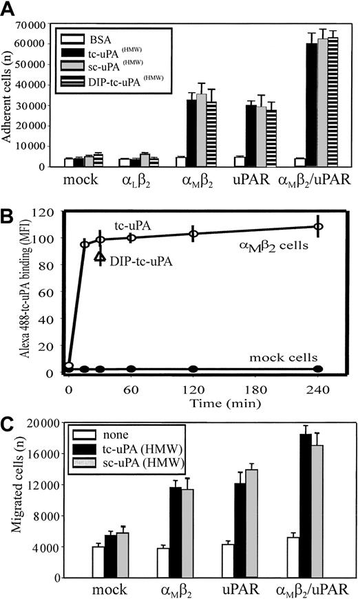 Fig. 2. Integrin αMβ2 binds HMW-tc-uPA and uPAR enhances the interaction. / (A) Adhesion to uPA. HEK293 cells (2 × 105cells/well) expressing uPAR or β2-integrin receptors or both were seeded onto wells of microtiter plates coated with HMW-sc-uPA, HMW-tc-uPA, DIP–HMW-tc-uPA (HMW-tc-uPA was treated with 5 mM DFP for 2 hours at room temperature and extensively dialyzed against PBS), or BSA. Cells were allowed to adhere for 30 minutes at 37°C. After several washings, the number of adherent cells was quantified using the Cyquant Cell Proliferation Kit as described in “Materials and methods.” The data are means ± SEM of quadruple measurements from 3 independent experiments. (B) Direct binding of tc-uPA. HEK αMβ2 and mock cells were incubated in DMEM/F-12 medium/1 mM Mg2+/0.1% BSA with 200 nM Alexa 488–HMW-tc-uPA for 0 to 4 hours at 37°C. Cell-bound uPA was detected by FACS. (C) Migration to uPA. HEK293 cells were added (2 × 105 cells/well) to the upper chamber of transwells in a serum-free DMEM/F-12 medium. HMW-sc-uPA or HMW-tc-uPA was added to the lower chamber (100 nM). The cells were allowed to migrate for 6 hours in a humidified incubator at 37°C and 5% CO2. The number of migrated cells was determined as described in “Materials and methods.” The data are expressed as means ± SEM of duplicate wells from 3 independent experiments.