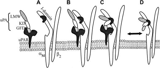 Fig. 7. Schematic model for uPA/αMβ2/uPAR interactions. / uPAR binds to the GFD of HMW-uPA (A), and this interaction enhances complex formation between uPAR and αMβ2 (B) on the cell surface. In this complex (B), uPAR binds the αM subunit of αMβ2, via M25 sequence, adjacent to the αMI domain. When uPA/uPAR is in complex with αMβ2, this facilitates recognition of the kringle domain (KD) and proteolytic domain (LMW-uPA) of HMW-uPA to the αMI domain of αMβ2 (C). However, αMβ2 is capable of binding HMW-uPA independently from uPAR. (D) Formation of the trimolecular complex (C) enhances adhesion and migration of cells cotransfected with both αMβ2 and uPAR and on cells naturally expressing both receptors, such as neutrophils.