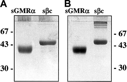 Fig. 1. SDS-PAGE analysis of purified sGMRα and sβc. / Soluble GMRα and sβc were produced by Sf21 cells infected with recombinant baculovirus encoding appropriate cDNA and affinity purified from the supernatant as described in “Materials and methods.” Soluble GMRα (1 μg) and sβc (0.5 μg) were fractionated by 10% SDS-PAGE under reducing (A) and nonreducing (B) conditions and silver stained. The positions of molecular weight markers are shown in kilodaltons.
