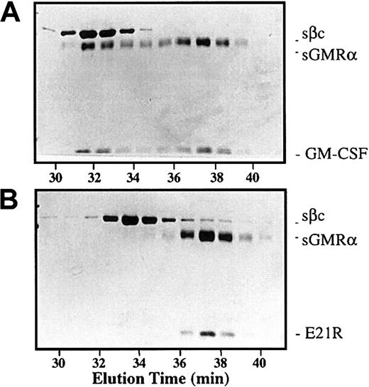 Fig. 3. SDS-PAGE analysis of the ternary GM-CSF receptor complex. / Mixtures of sβc, sGMRα, and either GM-CSF (A) or E21R (B) were analyzed by size-exclusion chromatography as described for Figure 2F and I. Fractions were collected at 1-minute intervals, fractionated by 12.5% SDS-PAGE under reducing conditions, and silver stained.33 The positions of individual components are indicated.
