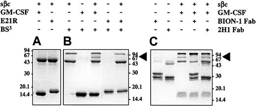Fig. 8. Discrete regions in GM-CSF and βc mediate their direct interaction. / Purified sβc was incubated at 25°C for 1 hour alone or in the presence of either GM-CSF or E21R. Samples were left untreated (A) or were treated for 10 minutes with BS3 cross-linker (B). To determine if GM-CSF was interacting with the cytokine-binding site in the fourth domain of βc, purified sβc was preincubated with a Fab fragment of the neutralizing anti-βc mAb, BION-1, or the nonneutralizing control anti-βc mAb, 2H1. GM-CSF was then allowed to bind and the mixture and individual mAb treated with BS3cross-linker (C). Samples were analyzed on 12.5% (A) or 10% (B-C) SDS-PAGE gels and stained with Coomassie. The positions of molecular weight markers are shown in kilodaltons, and the position of sβc cross-linked to GM-CSF is indicated by ◂.