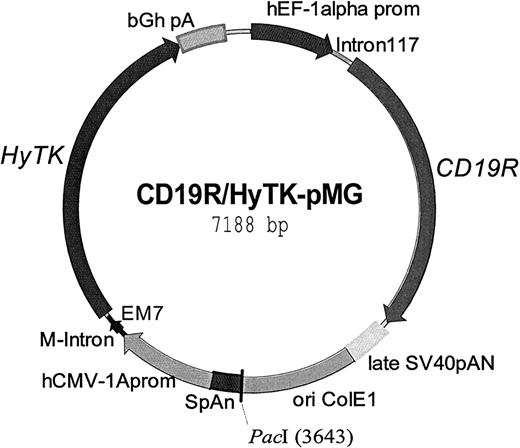 Fig. 1. Schematic of the expression plasmid CD19R/HyTK-pMG. / This DNA vector was used to genetically modify primary human cytolytic T cells to coexpress the chimeric immunoreceptor specific for CD19, termed CD19R, and the bifunctional gene HyTK. Regulatory elements include the promoters hEFl-1 and hCMV-1A driving the expression of CD19R and HyTK genes, respectively. The polyadenylation signals from SV40 and bovine growth hormone are included after the termination codons of CD19Rand HyTK, respectively. The synthetic promoter EM7 drives the prokaryotic expression of hygromycin to select for bacterial drug resistance. The plasmid was linearized at the uniquePacI site (at base pair position 3643) prior to use in electroporation.