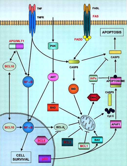 Fig. 1. Apoptosis pathways and their alterations in lymphomas. / Activation of death receptors by their respective ligands (extrinsic pathway) leads to the activation of caspase-8, which subsequently activates the caspase cascade. Some receptors, such as TNFRα, have the ability to activate either cell survival (through IAP proteins, components of the TNFR complex) or apoptosis. The intrinsic or mitochondrial apoptotic pathway is controlled by BCL2 family members, including proapoptotic BID (activated by caspase-8) or BAX, or antiapoptotic proteins, such as BCL2, MCL1, and BCL-XL. Activation of the mitochondrial pathway involves release of cytochrome c from mitochondria and its association with APAF-1 and procaspase-9 to form the apoptosome. Caspase-9 is activated within this complex. IAP (inhibitor of apoptosis proteins) are, in turn, inhibited by second mitochondria-derived activator of caspase (SMAC). The extrinsic and intrinsic pathways are connected via BID and caspase-3. Some of the receptors also exert prosurvival functions through NF-κB pathway activation. API2/MLT1 fusion proteins and BCL10 also activate NF-κB, inducing cell survival. The phosphatidylinositol 3-kinase (PI3K)/AKT pathway also has a role in cell survival control through NF-κB activation and by inhibiting BAD protein (an inducer of apoptosis). Those proteins known to be involved in lymphomagenesis are marked in red. Casp, Caspase.