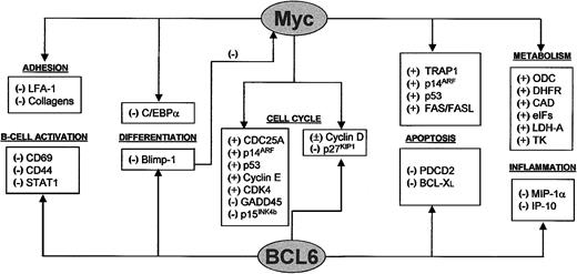 Fig. 2. c-Myc and BCL6 are involved in regulation of multiple cell functions and are interconnected. / c-Myc and BCL6 are involved in the regulation of multiple pathways. Some processes, such as cell cycle control, differentiation, and apoptosis, are regulated by both c-Myc and BCL6, although through different targets. c-Myc also regulates the processes of cell adhesion, cell growth, and metabolism. BCL6 also plays a role in B-cell activation and inflammation. Interconnections between the 2 proteins are provided by cell cycle regulation through cyclin D and p27KIP1 and by Blimp-1, a transcriptional repressor of c-myc that is, in turn, repressed by BCL6.