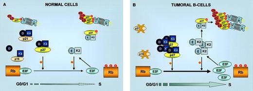 Fig. 4. G1/S cell cycle transition in normal and tumoral cells. / G1/S transition in normal cells is regulated by Rb phosphorylation by cyclin D/CDK4 and cyclin E/CDK2 complexes. In tumoral B cells, inactivation of p53 leading to absence of p21CIP1 or loss of p16INK4a both lead to increased Rb phosphorylation and consequent release of E2F transcription factors. Inactivation of p27KIP1 by increase in its degradation or by sequestration in cyclin D/CDK4 complexes also stimulates Rb phosphorylation by cyclin E/CDK2. K2, CDK2; K4, CDK4; E, cyclin E; D, cyclin D; Ub, ubiquitin.