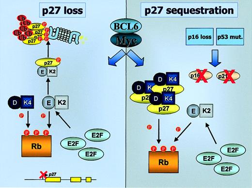 Fig. 5. Mechanisms of p27KIP1 inactivation in aggressive B-cell lymphomas. / BCL6 and c-Myc could both contribute to p27KIP1inactivation through diverse mechanisms, leading to the increased activity of cyclin E–CDK2 complexes. Transcriptional repression ofp27KIP1, or induction of its proteasomal degradation, causes a decrease in p27KIP1 levels. Alternatively, in a subset of aggressive lymphomas featuring inactivation of p16INK4a and/or p21CIP1, p27KIP1 is sequestered in an inactive form by cyclin D–CDK4 complexes. K2, CDK2; K4, CDK4; E, cyclin E; D, cyclin D; Ub, ubiquitin.