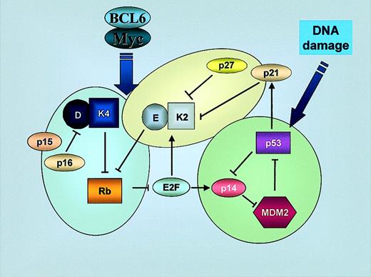 Fig. 6. Interconnections between the 3 main pathways that regulate G1/S transition. / The 3 main pathways that regulate the G1/S checkpoint (p16INK4a-cyclin D- CDK4-Rb, p14ARF-MDM2-p53-p21CIP1, and p27KIP1-cyclin E-CDK2) are closely interconnected: cyclin D/CDK4 phosphorylates Rb, releasing E2F which itself regulates p14ARF and, consequently, p53 activity. Activation of p53 induces p21CIP1 that inhibits cyclin E/CDK2, closing the circle. Alterations in one or more of them alter cell cycle control and give an increasing proliferative advantage to tumoral B cells. K2, CDK2; K4, CDK4; E, cyclin E; D, cyclin D.