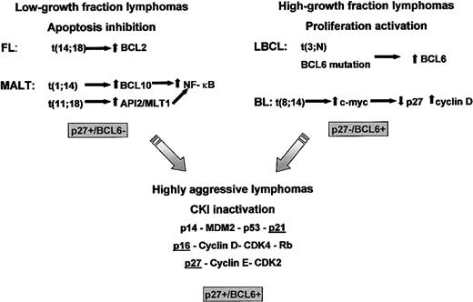 Fig. 7. Lymphoma genesis and progression. / In most low-growth fraction lymphomas, cell accumulation is achieved through the inhibition of apoptosis. In contrast, in high-growth fraction BCL, proliferation is stimulated through the deregulated action of cell cycle regulators such as BCL6 or c-Myc. A fraction of both low- and high-growth fraction lymphomas acquire additional alterations affecting the tumor suppressor pathways represented by p16INK4a-cyclin D-CDK4-Rb, p14ARF-MDM2-p53-p21CIP1, and p27KIP1-cyclin E-CDK2. As a consequence, tumoral cells can bypass the multiple mechanisms by which cell cycle progression is negatively regulated in normal cells.