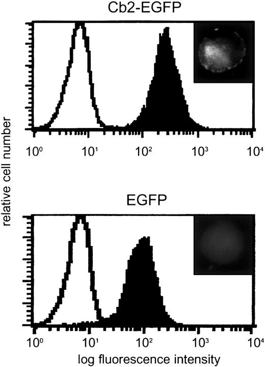 Fig. 1. Cb2-EGFP and EGFP expression in 32D/G-CSF-R cells. / Flow cytometric analysis of a 32D/G-CSF-R clone overexpressing Cb2-EGFP and a 32D/G-CSF-R control clone overexpressing EGFP. Upper right inserts show cell fluorescence distribution in the transfected cells by microscopy. Original magnification of insets × 63.