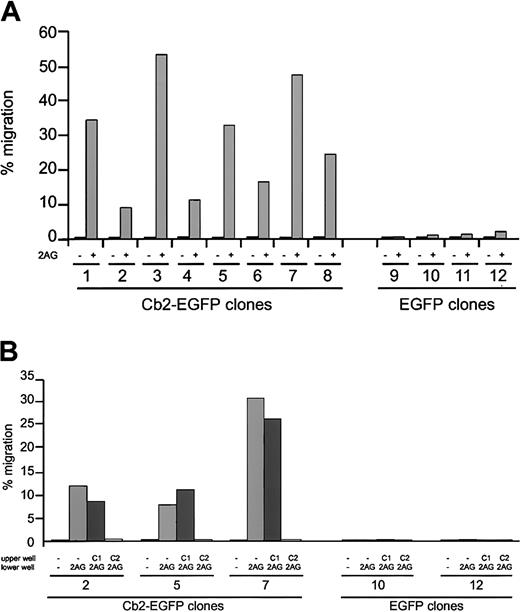Fig. 2. In vitro migration of Cb2-EGFP–expressing cells following 2-AG stimulation. / (A) Cb2-EGFP–expressing 32D/G-CSF-R cells (clones 1-8) and EGFP control 32D/G-CSF-R cells (clones 9-12) were exposed to 300 nM 2-AG (+) or nothing (−) in a transwell assay. The y-axis shows percentage of migration from an input of 2 × 105 cells. (B) Effect of the Cb1-specific antagonist SR141716 (C1) or Cb2-specific antagonist SR155528 (C2) on 2-AG–induced migration of 3 Cb2-EGFP–expressing clones (nos. 2, 5, and 7) and 2 EGFP control clones (nos. 10 and 12). The y-axis shows percentage of migration from an input of 2 × 105 cells.