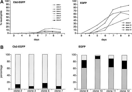 Fig. 3. G-CSF–induced differentiation response of Cb2-EGFP– and EGFP-expressing 32D/G-CSF-R clones. / (A) There were 8 Cb2-EGFP–expressing clones and 4 EGFP control clones cultured for 9 days in the presence of G-CSF (see “Materials and methods”). The y-axis shows the percentage of neutrophils and the x-axis shows the days of culture. (B) Differential countings of 4 Cb2-EGFP–expressing clones and 4 EGFP control clones at day 9 of G-CSF culture. White represents blast cells, black represents intermediately matured granulocytic forms, and gray indicates terminally differentiated neutrophilic granulocytes.