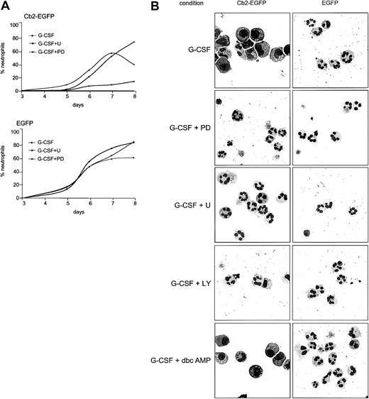 Fig. 8. Effect of signal transduction pathway inhibitors on the G-CSF differentiation response of 32D/G-CSF cells. / (A) Cb2-EGFP–expressing cells and EGFP control cells were cultured for 9 days in the presence of G-CSF plus U0126 (U) or PD98059 (PD). At the y-axis the percentage of neutrophils is shown, and at the x-axis the day of culture is indicated. (B) Morphologic analysis of a Cb2-EGFP–expressing clone and an EGFP control clone cultured in the presence of G-CSF plus PD98059, U0126, LY-294002, or dbcAMP. Pictures were taken at day 8 of culture except for incubations with U0126 (day 6). Original magnifications × 63.