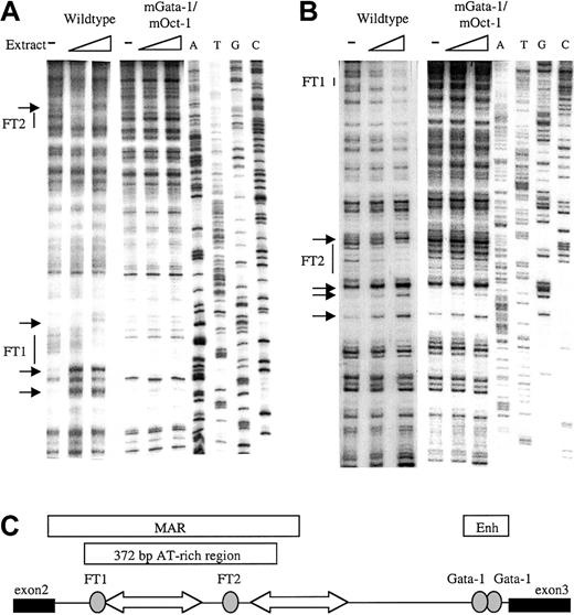 Fig. 1. In vitro DNaseI footprint analysis of the β-globin intron-2 AT-rich region (ATR). / (A) Footprint of ATR sense strand probes protected by MEL cell nuclear extract showing footprints FT1 and FT2 with associated hypersensitive bases (small arrows) on the wild-type ATR fragment but not on the mGata-1/mOct-1 ATR fragment. ATGC indicates dideoxy sequencing ladders. (B) Footprint of the ATR antisense strand shows FT1 and FT2 on the wild-type ATR fragment but not the mGata-1/mOct-1 ATR fragment. (C) Location of FT1 and FT2 footprints in β-globin intron-2 aligned beside the reported AT-rich region and MAR. Gray ovals indicate footprints; block arrows, tracts of adenosine/thymidine–rich sequence; thin line, intron-2; thick lines, exons.
