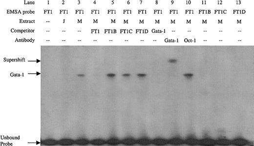 Fig. 2. EMSA on the FT1 footprint of the ATR bound by Gata-1 factor present in MEL extract but not Jurkat extract. / Competitors and probes with mutations that remove the 5′, 3′, or both noncanonical Gata-1 sites (FT1B, FT1C, and FT1D, respectively) and a consensus Gata-1 competitor are indicated, as are antibodies used in supershift experiments. M indicates MEL extract; J, Jurkat extract.