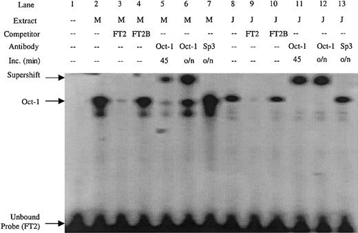 Fig. 4. EMSA performed with the FT2 footprint of the ATR is bound by Oct-1 factor present in MEL and Jurkat extracts. / The FT2B competitor contains a mutation in the Oct-1 consensus site, antibodies used in supershift experiments are indicated. M indicates MEL extract; J, Jurkat extract; Inc, length (in minutes) of incubation of extract and antibody prior to addition of EMSA probe; o/n, overnight.