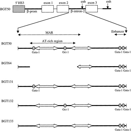 Fig. 5. Map of 5′HS3 β/γ-globin transgene constructs designed to test LCR dependence on footprints present in the ATR. / Gray boxes indicate the 0.85-kb 5′HS3; white boxes, γ-globin exons; thin lines, γ-globin intron-1 and downstream sequences; and thick lines, β-globin sequences. Within β-globin intron-2, wild-type factor-binding sites are depicted as ovals and A/T tracts as block arrows.