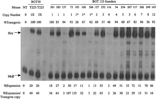 Fig. 6. Expression of globin mRNA in transgenic mice containing the BGT133 (mGata-1/mOct-1 ATR) construct. / S1 nuclease protection analysis on day 15.5 fetal liver RNA reveals expression of the Huγ-globin transgene in 7/7 single-copy and 10/10 multicopy animals, to a mean of 37% of each endogenous mouse βmajor-globin gene. NT, nontransgenic; Huγ, human γ-globin protected probe fragment; Moβ, mouse βmajor-globin protected probe fragment; BGT50 T225, a heterozygous BGT50 transgenic line; 3X, probe excess control using 3 μg of fetal liver RNA; copy number = 1*, one intact and one partial copy of the transgene.