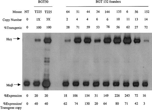 Fig. 7. Expression of globin mRNA in transgenic mice containing the BGT132 (mGata-1 ATR) construct. / S1 nuclease protection analysis on day 15.5 fetal liver RNA reveals expression of the γ-globin transgene in 9/9 multicopy animals to a mean of 61% of each endogenous mouse βmajor-globin gene. Abbreviations are as described in the legend to Figure 6.