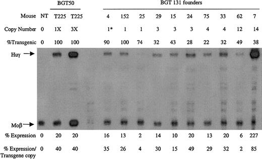 Fig. 8. Expression of globin mRNA in transgenic mice containing the BGT131 (mOct-1 ATR) construct. / S1 nuclease protection analysis on day 15.5 fetal liver RNA reveals expression of the γ-globin transgene 3/3 single-copy and 7/7 multicopy animals to a mean of 31% of each endogenous mouse βmajor-globin gene. Abbreviations are as described in the legend to Figure 6.