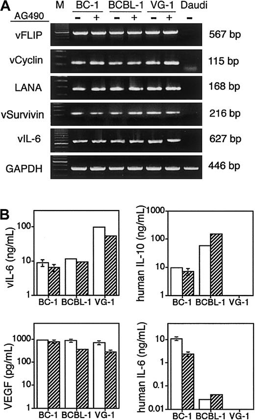 Fig. 3. Effects of AG490 on expression of KSHV-encoded genes and cytokines in PEL cells. / (A) AG490 minimally affects expression of antiapoptotic proteins encoded by KSHV. Cells were treated with 100 μM AG490 or DMSO for 24 hours. RT-PCR analysis was performed with the use of DNase-treated total RNA (0.25 μg for each reaction) for KSHV viral FLICE-inhibitory protein (vFLIP) (orf K13/orf 71), v-cyclin (orf 72), latency-associated nuclear antigen (LANA) (orf 73), v-survivin (orf K7), and v-IL-6 (orf K2). KSHV−/EBV+ Daudi cells were used as a negative control. The quality of RNA was confirmed by parallel RT-PCR amplification for GAPDH. (B) Regulation of growth factor secretion by AG490. Cells were treated with 100 μM AG490 or 0.1% DMSO for 24 hours, and specific ELISAs were performed on culture supernatants. Mean (± SD) protein levels per 106 live cells are shown from 3 independent experiments: SDs lower than 5% of the mean values are not visible in the bar graphs.