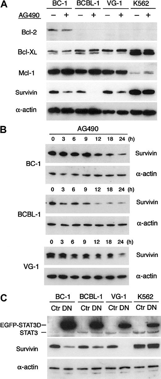 Fig. 4. (A) Cells were treated with 100 μM AG490 or 0.1% DMSO for 24 hours, and equal amount of cell lysates (25 μg per lane) were subjected to SDS-PAGE. Western blotting was performed to detect Bcl-2, Bcl-XL, Mcl-1, and survivin protein. Data shown are representative of 3 independent experiments. (B) Kinetic analysis of survivin protein expression. Cells were treated with 100 μM AG490 for the indicated time periods and analyzed for expression of survivin protein. Data shown are representative of 2 independent experiments. (C) Dominant-negative STAT3 reduces survivin expression. Cells were transfected with plasmid vectors for expression of EGFP-STAT3D or EGFP. At 2 days later, EGFP+ cells were sorted and lysed by RIPA buffer, and equal amounts of protein (30 μg per lane) were subjected to SDS-PAGE. Western blotting was performed for STAT3, survivin, and actin. Data shown are representative of 2 independent experiments. Ctr indicates control; DN, dominant-negative STAT3.