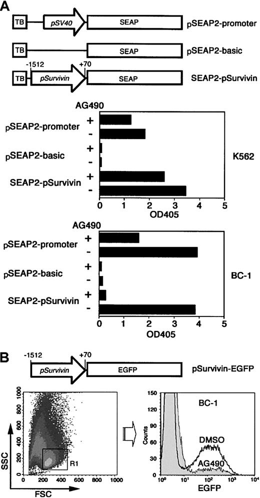 Fig. 6. Induction of transcriptional suppression of the human. / survivin gene by AG490. (A) The survivin promoter, ligated into the SEAP reporter vector pSEAP2–basic to create the construct SEAP2–psurvivin, was transiently transfected into K562 and BC-1 cells. The pSEAP2–basic and the pSEAP2–promoter that contains the simian virus 40 (SV40) early promoter upstream of the SEAP gene were transfected in the same manner. At 24 hours after transfection, cells were suspended at 5 × 105/mL and cultured for additional 48 hours in the presence of AG490 or 0.1% DMSO. The SEAP activities were determined by ELISA. Data represent the mean of triplicate assays. Shown is a representative of 2 experiments performed. TB indicates transcription blocker. (B) The reporter construct psurvivin–EGFP, which contains the survivin promoter upstream of the EGFP gene, was tranfected into BC-1 cells. Cells were treated with 100 μM AG490 or 0.1% DMSO for 48 hours. Live cells were gated by forward (FSC) and side scattering (SSC), and fluorescence intensity was determined on the basis of 5 × 104 live cells analyzed. Shown is a representative of 4 experiments performed.