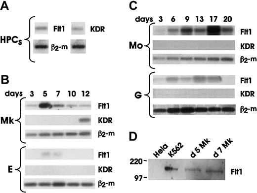 Fig. 3. KDR and Flt1 mRNA and protein expression. / Representative results of mRNA expression on freshly purified HPCs (A); HPC-generated precursors differentiating and maturing through the Mk and E (B) and Mo and G (C) pathways in unilineage cultures. Aliquots of reverse transcribed RNA from 2 to 5 × 104 cells were collected at the indicated days and amplified by 40 PCR cycles based on β2-microglobulin normalization. (D) Western blot analysis of 50 μg/lane protein lysates from day 5 and day 7 megakaryocytes; K562 and HeLa cell lines were used as positive and negative control, respectively.
