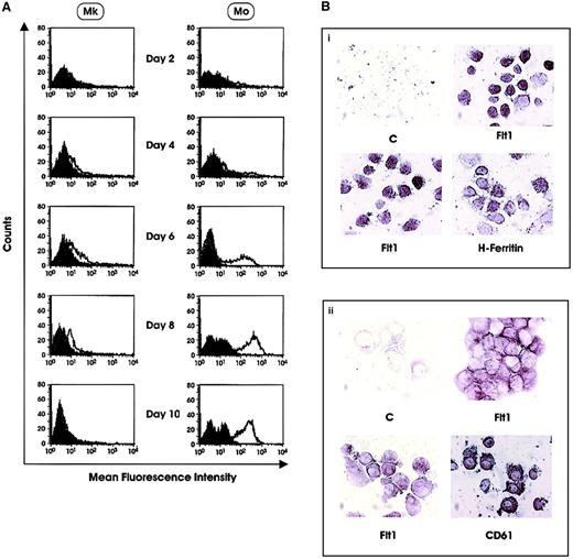 Fig. 4. Flt1 protein expression. / (A) Flow cytometry analysis of Flt1 expression in HPCs differentiating along the Mk and Mo lineages. Results of a representative experiment are shown. (B) Immunocytochemical analysis of Flt1 in (i) Mo and (ii) Mk cells. Panels labeled “C” are negative controls. (Bi) Flt1 panels show expression in PB monocytes. (Bii) Flt1 panels show expression in day 6 Mk precursors.