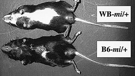 Fig. 1. White patches in the abdomen in WB-mi/+ and B6-mi/+ mice. / The white patch was larger in WB-mi/+ mice than in B6-mi/+ mice.