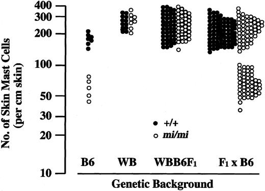 Fig. 4. Number of skin mast cells in B6, WB, WBB6F1, and (F1 × B6) mice of +/+ or mi/migenotype. / Each point represents the value of an individual mouse.